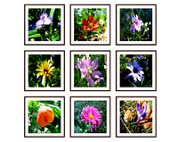 Photo pictures flowers 11
