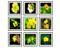 Photo pictures flowers 10