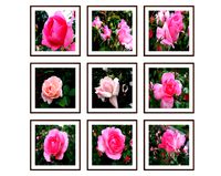 Photo pictures flowers 08