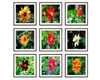 Photo pictures flowers 07