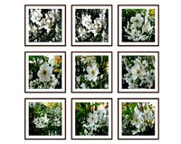 Photo pictures flowers 06