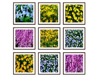 Photo pictures flowers 05