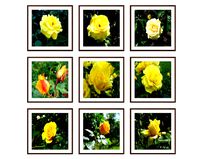 Photo pictures flowers 03