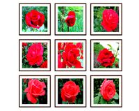 Photo pictures flowers 02