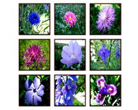 Photo pictures flowers 01