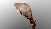 Real Primitive Axe Bone Yaw-Wood