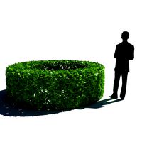Hedge Bush