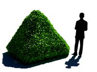 Bush Hedge