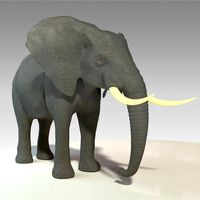 Elephant