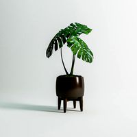 Monstera Plant