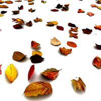 Autumn Leaves On Ground