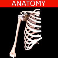 Shoulder bones