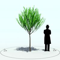 Willow Tree_006