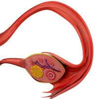 Male and Female Reproductive System Dissection
