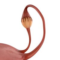 Female Reproductive System