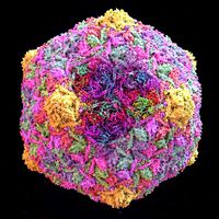 Bacteriophage HK97 virus capsid