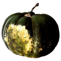Scanned Pumpkin 01