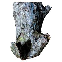 Scanned Stump 08