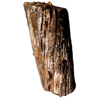 Scanned Stump 05
