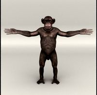 Chimpanzee