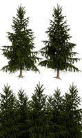 High poly fir tree