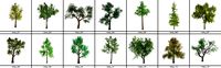tree package (14 trees)