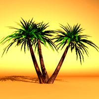 Palms of the world