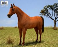 Horse 3D Model