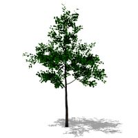 hawthorn summer hight poly