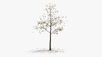 hawthorn autumn hight poly
