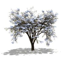 almond winter hight poly