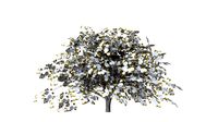 fig winter low poly