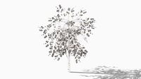betula winter low poly