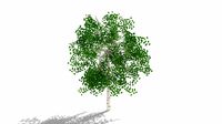 betula summer low poly