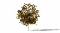 betula autumn low poly
