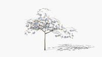 albizia winter low poly