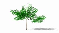 albizia summer low poly