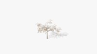 albizia autumn low poly