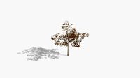 albizia autumn hight poly