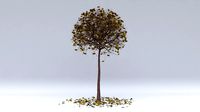 robinia autumn hight poly
