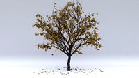 quince autumn hight poly