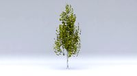 pyrus summer hight poly