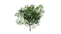juglans summer low poly