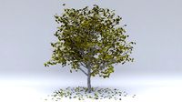 juglans autumn hight poly