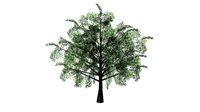 hawthorn flowers low poly