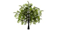 hawthorn fruits low poly