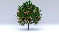 diospyros summer hight poly