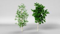 betula summer hight poly