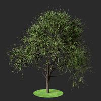 olea summer hight poly