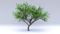 citrus flowers hight poly